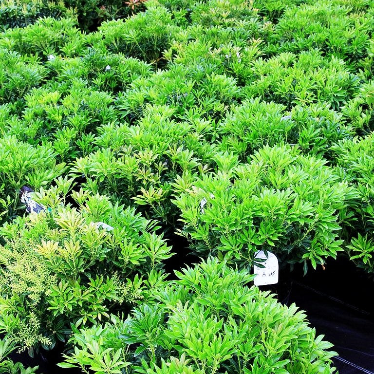Schattenglöckchen 'Purity' (Pieris japonica)