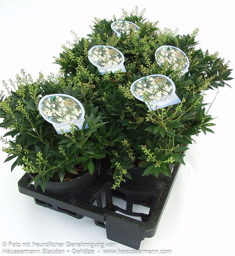 Schattenglöckchen 'Sarabande' (Pieris japonica)