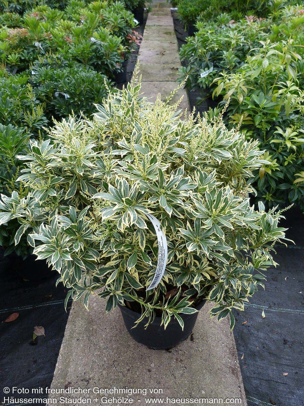 Schattenglöckchen 'Variegata' (Pieris japonica)