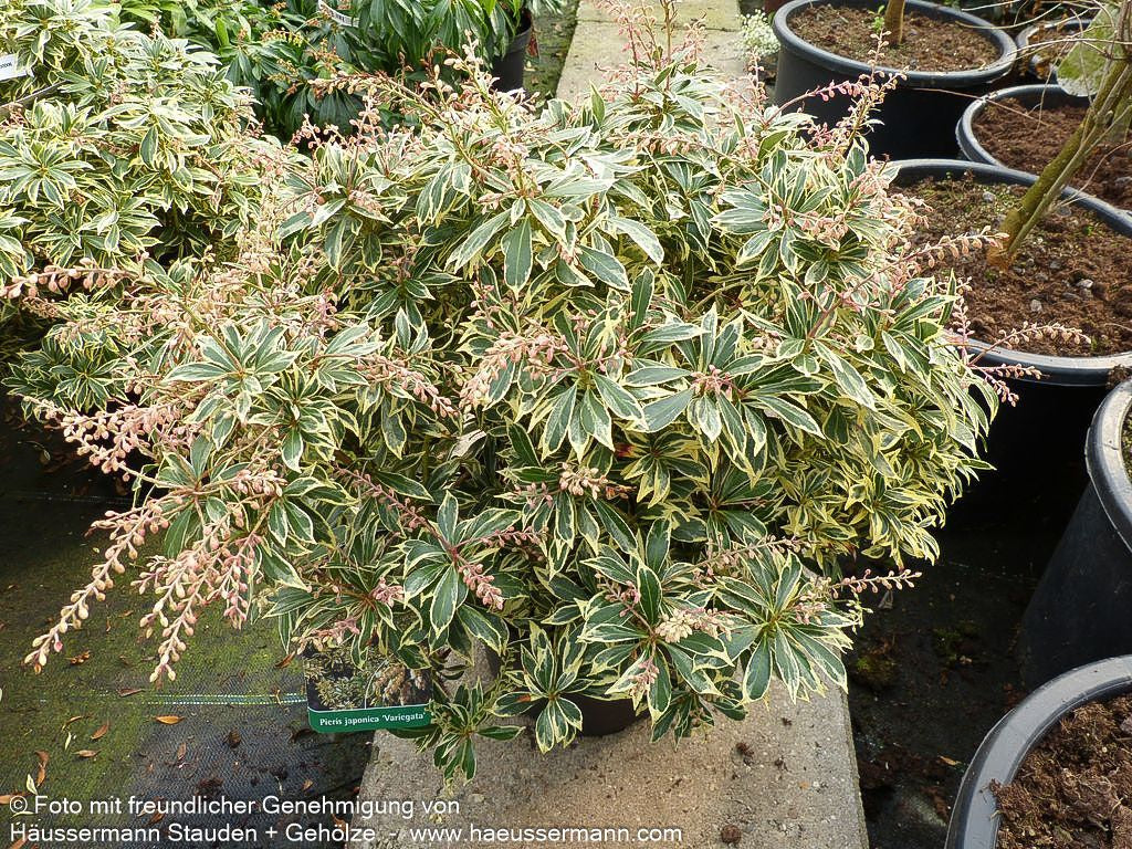 Schattenglöckchen 'Variegata' (Pieris japonica)