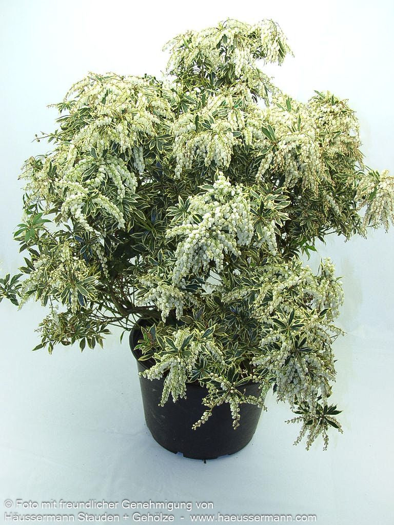 Schattenglöckchen 'Variegata' (Pieris japonica)