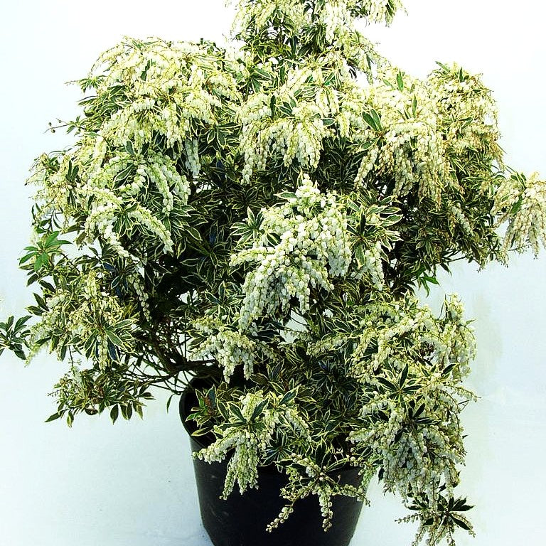Schattenglöckchen 'Variegata' (Pieris japonica)