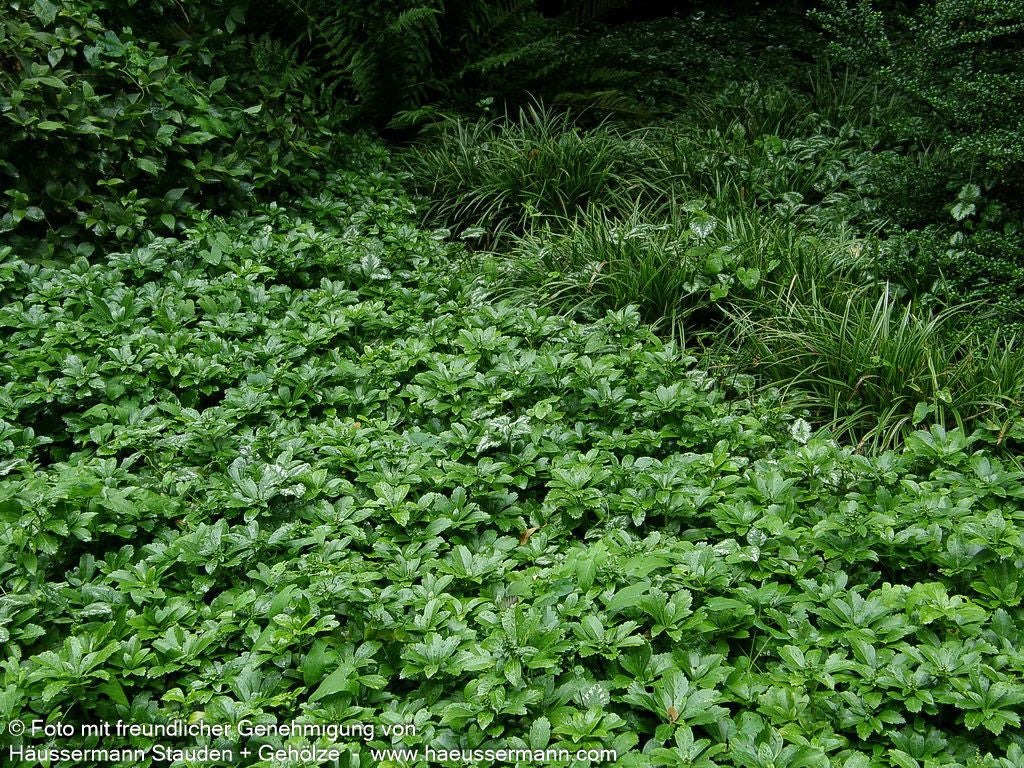 Schattengrün, Ysander (Pachysandra terminalis)