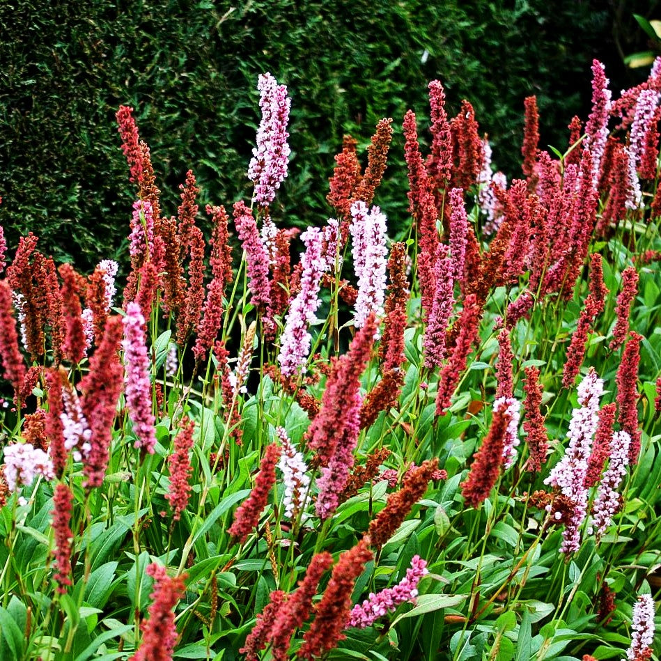 Scheckenknöterich 'Darjeeling Red' (Persicaria affinis)