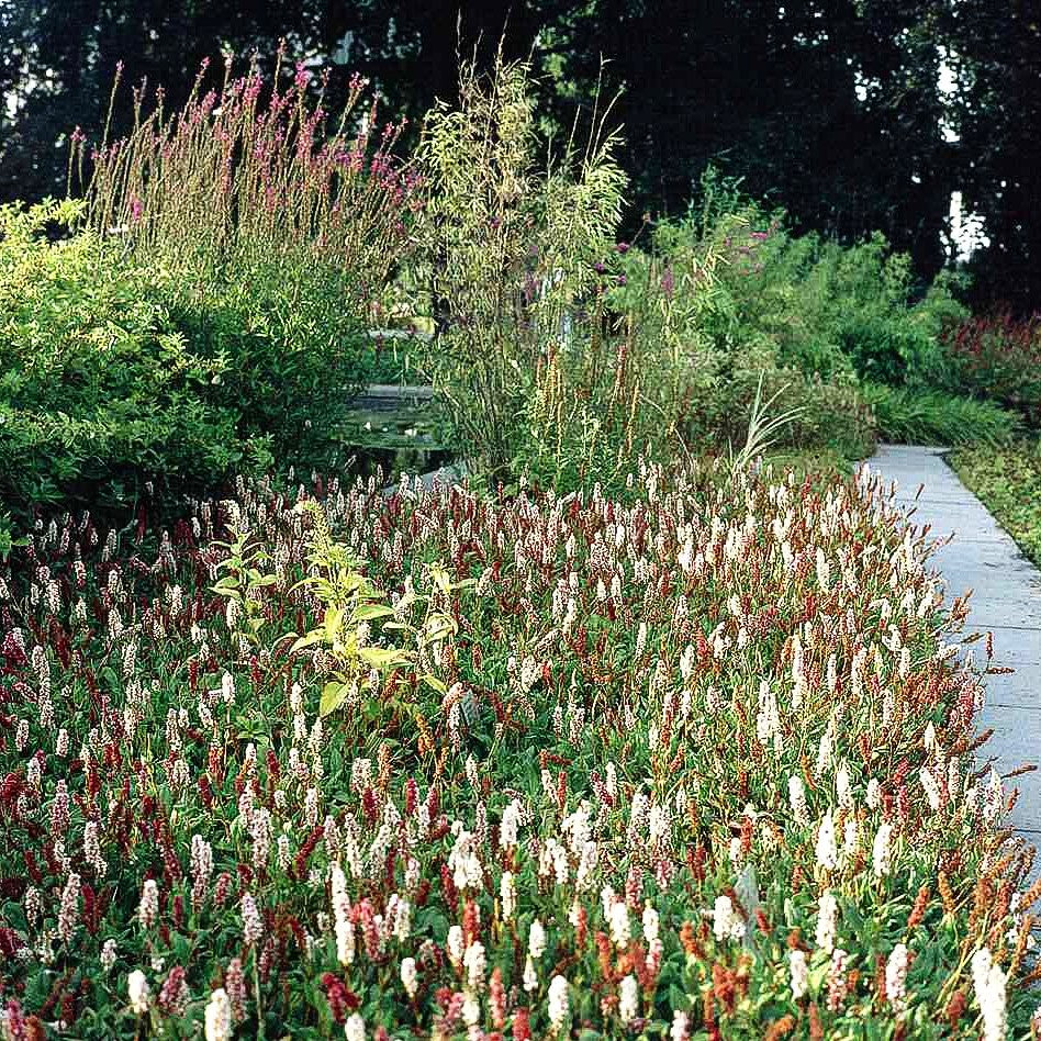 Scheckenknöterich (Persicaria affinis)