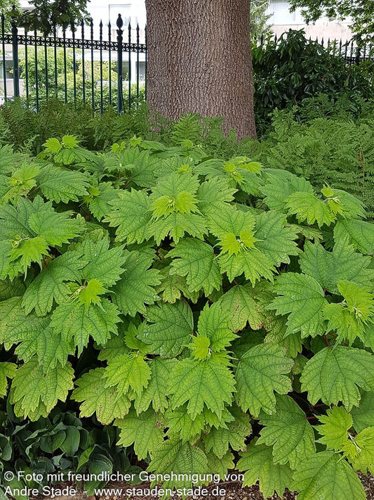 Schein-Brennnessel, Ramie (Boehmeria platanifolia)