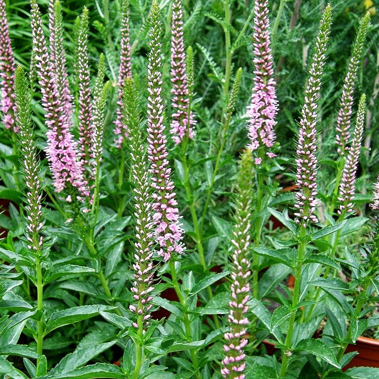 Scheinähriger Ehrenpreis 'Baby Doll' (Veronica spicata)