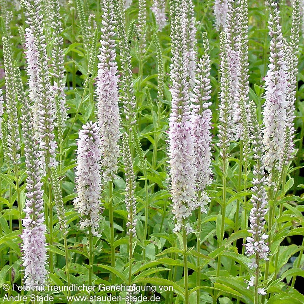 Scheinähriger Ehrenpreis 'Fairytale' (Veronica spicata)