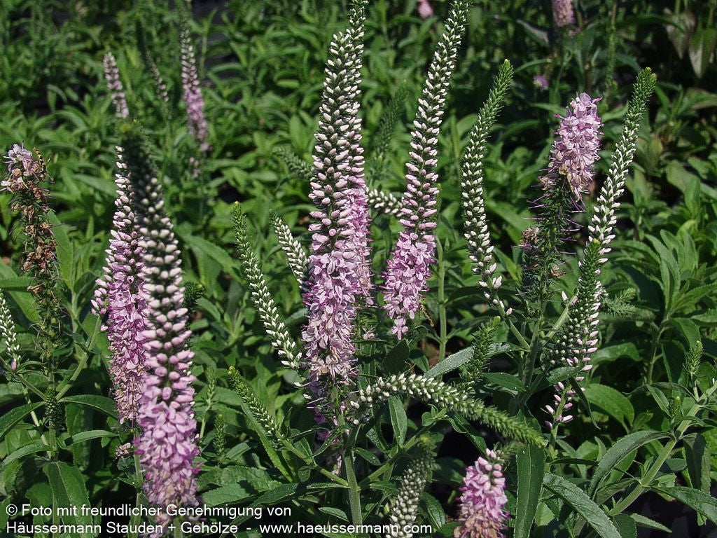 Scheinähriger Ehrenpreis 'Fairytale' (Veronica spicata)