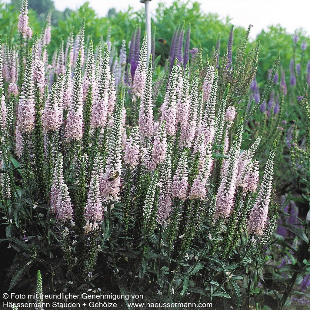 Scheinähriger Ehrenpreis 'Fairytale' (Veronica spicata)