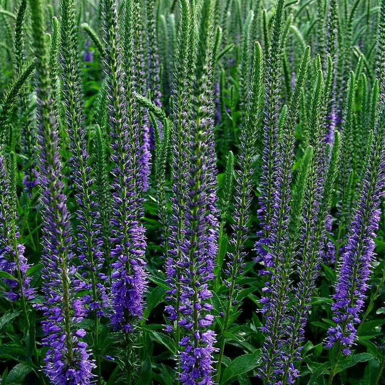 Scheinähriger Ehrenpreis 'High Five' (Veronica spicata)