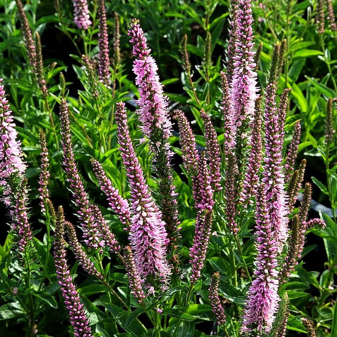 Scheinähriger Ehrenpreis 'Pink Panther' (Veronica spicata)
