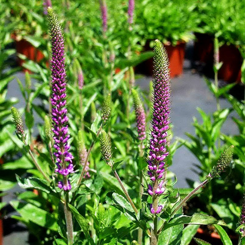 Scheinähriger Ehrenpreis 'Purpleiciosus' (Veronica spicata)