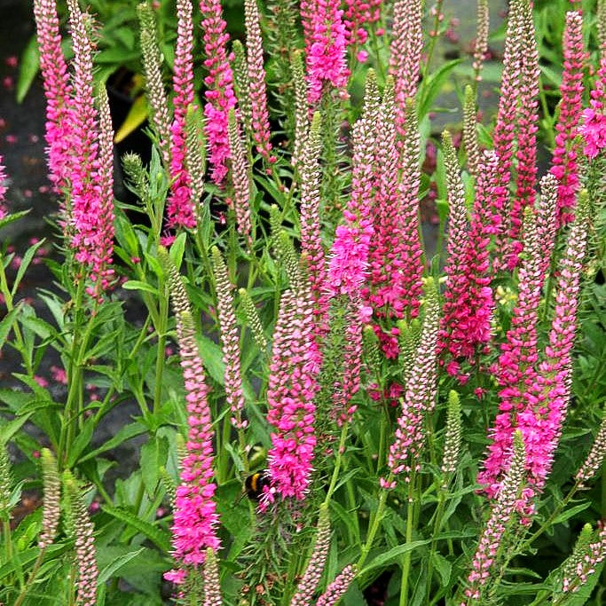 Scheinähriger Ehrenpreis 'Rotfuchs' (Veronica spicata)