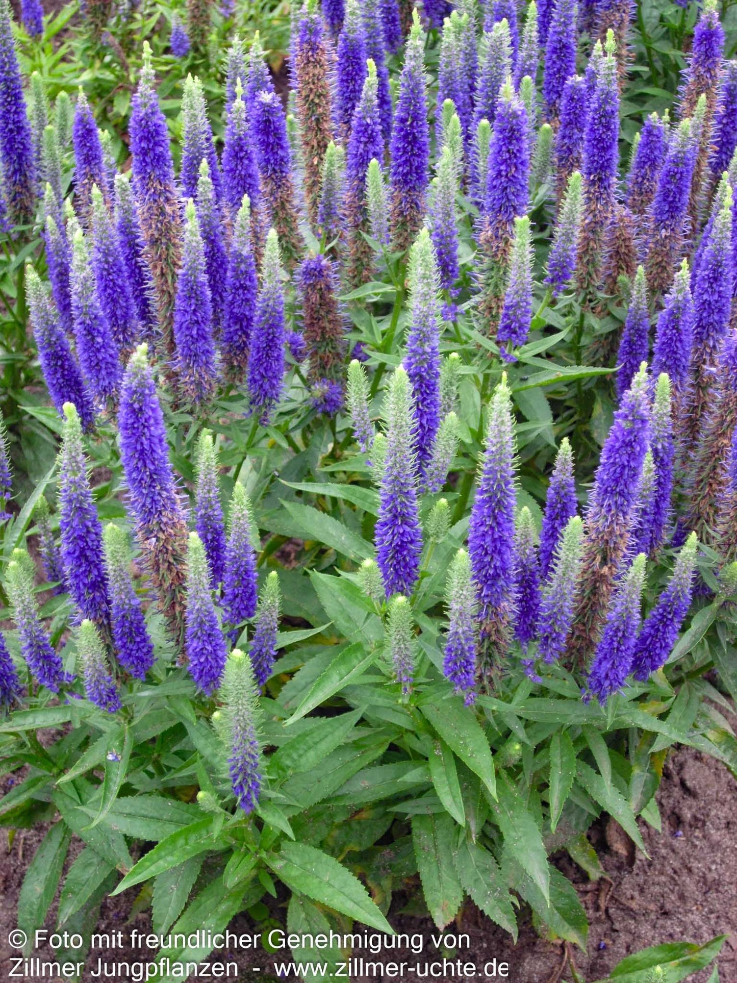 Scheinähriger Ehrenpreis 'Royal Candles' (Veronica spicata)