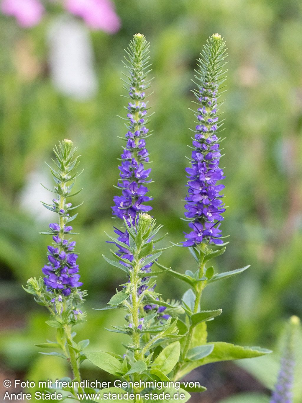 Scheinähriger Ehrenpreis 'Royal Candles' (Veronica spicata)