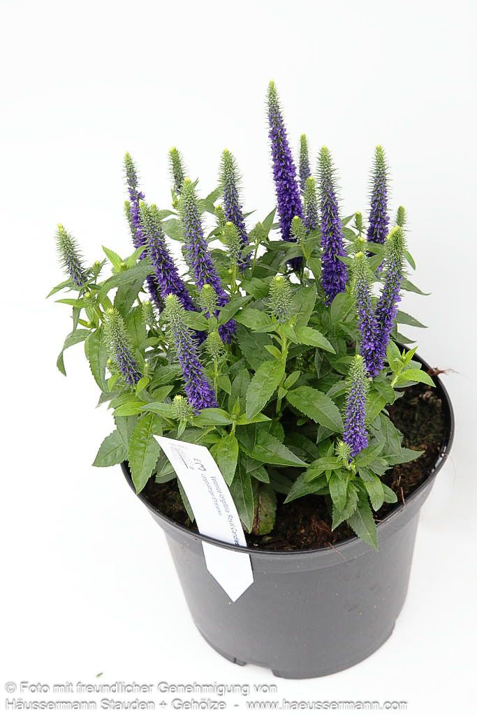 Scheinähriger Ehrenpreis 'Royal Candles' (Veronica spicata)