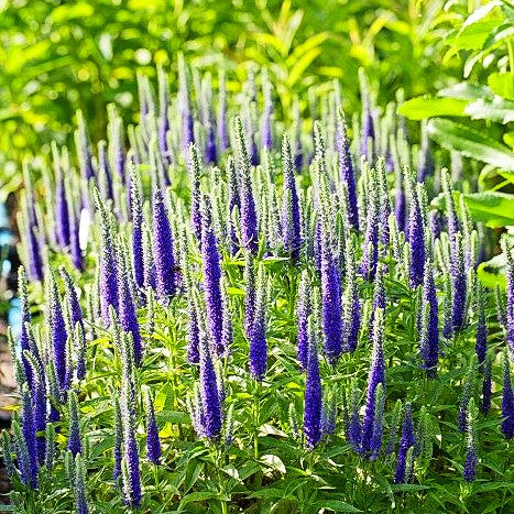 Scheinähriger Ehrenpreis 'Royal Candles' (Veronica spicata)