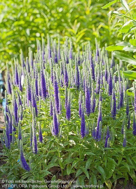 Scheinähriger Ehrenpreis 'Royal Candles' (Veronica spicata)