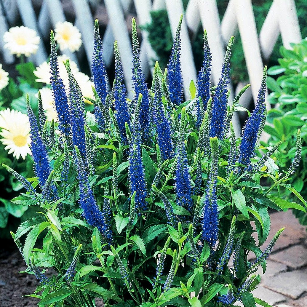 Scheinähriger Ehrenpreis 'Ulster Dwarf Blue' (Veronica spicata)