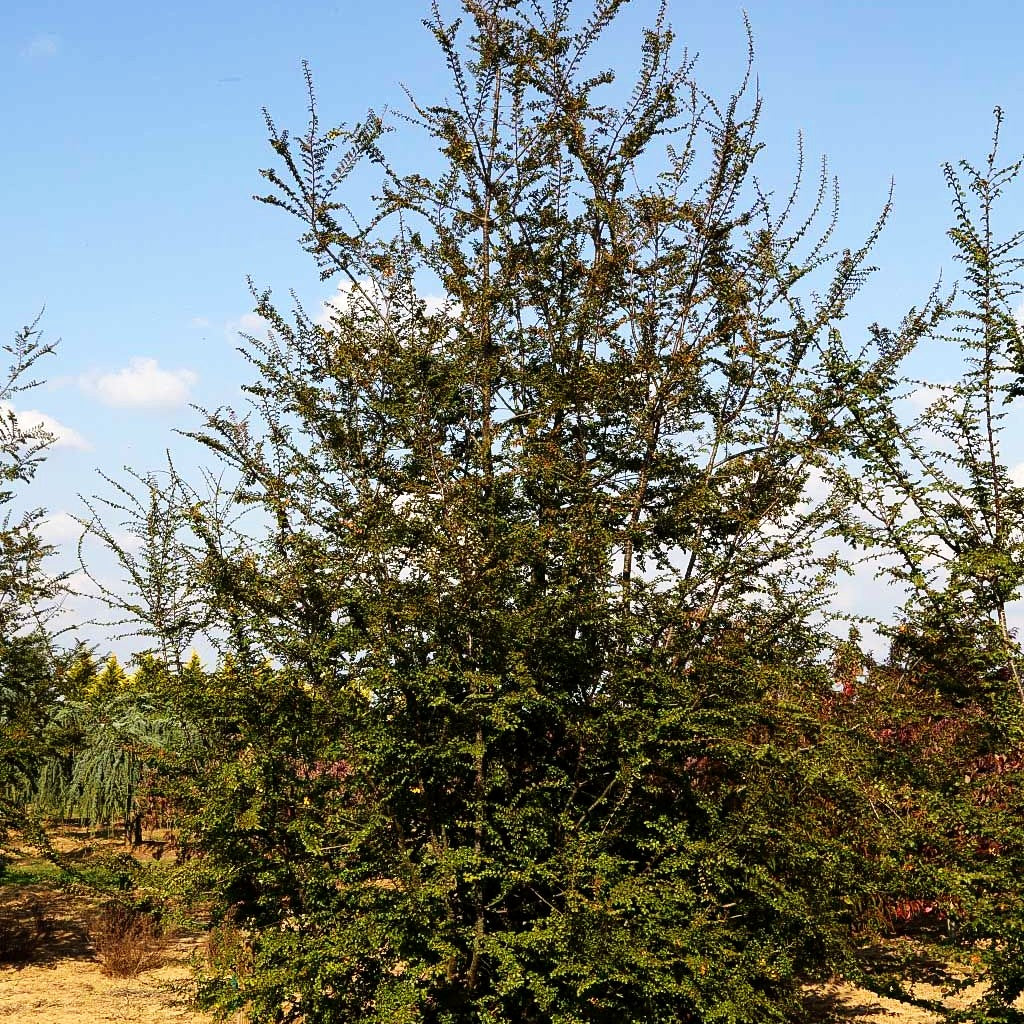 Scheinbuche (Nothofagus antarctica)