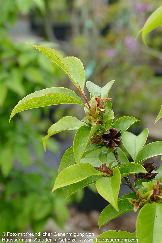 Scheinkamelie (Stewartia pseudocamellia)