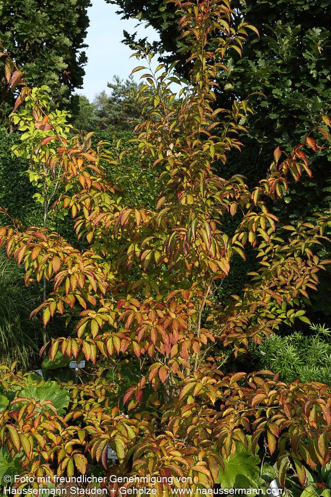 Scheinkamelie (Stewartia pseudocamellia)