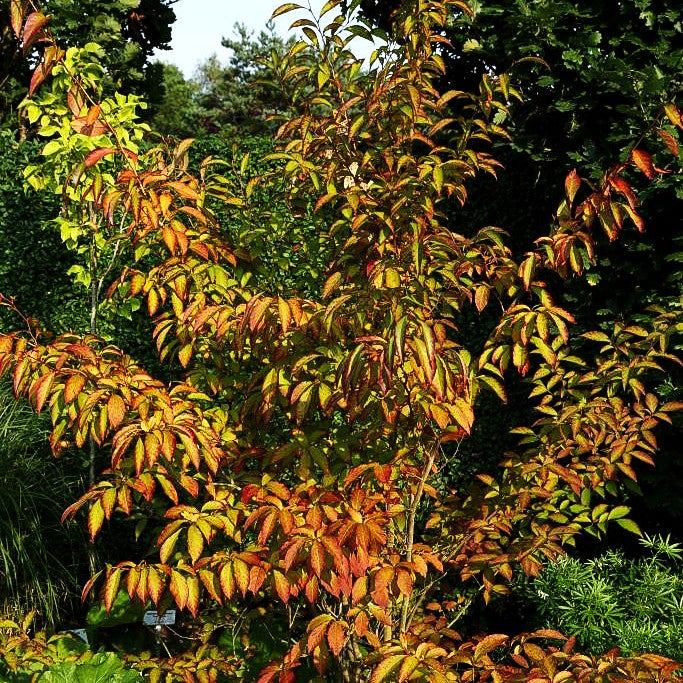 Scheinkamelie (Stewartia pseudocamellia)