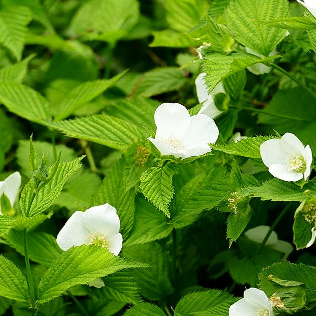 Scheinkerrie (Rhodotypos scandens)