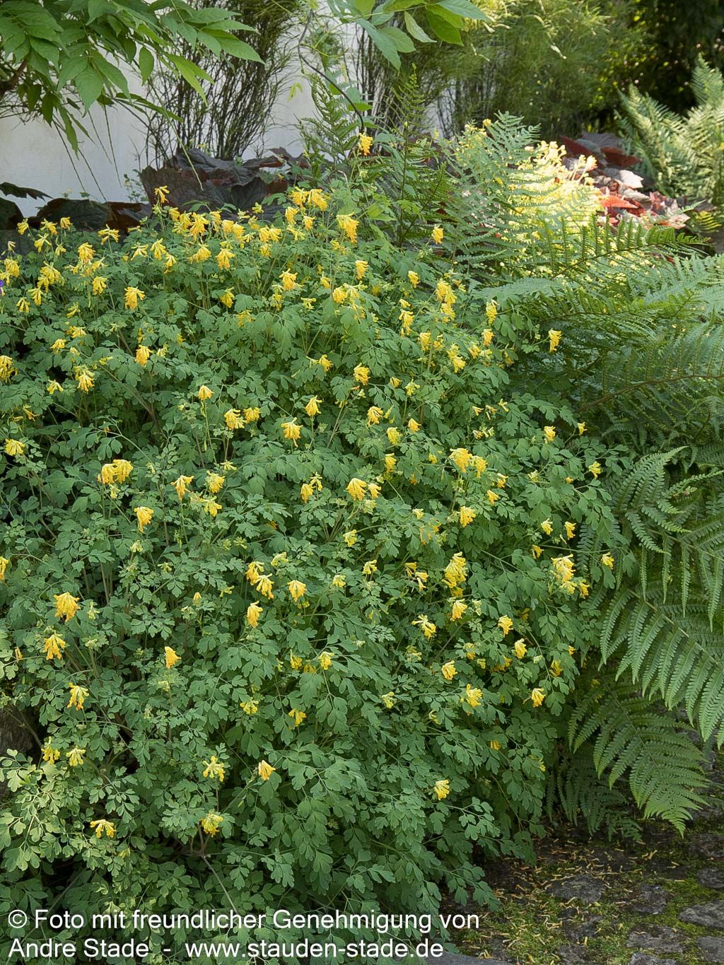 Scheinlerchensporn (Corydalis lutea)