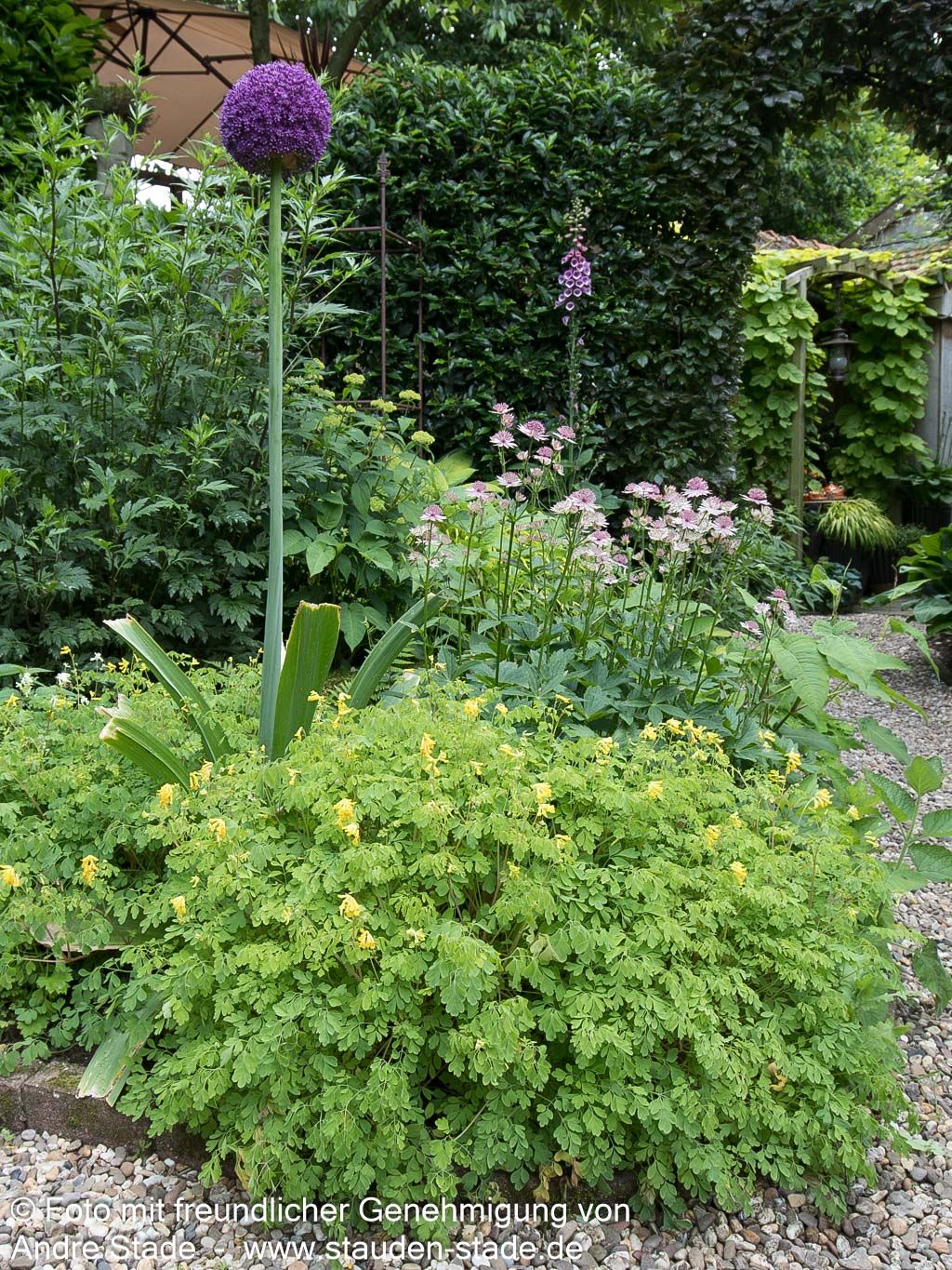 Scheinlerchensporn (Corydalis lutea)