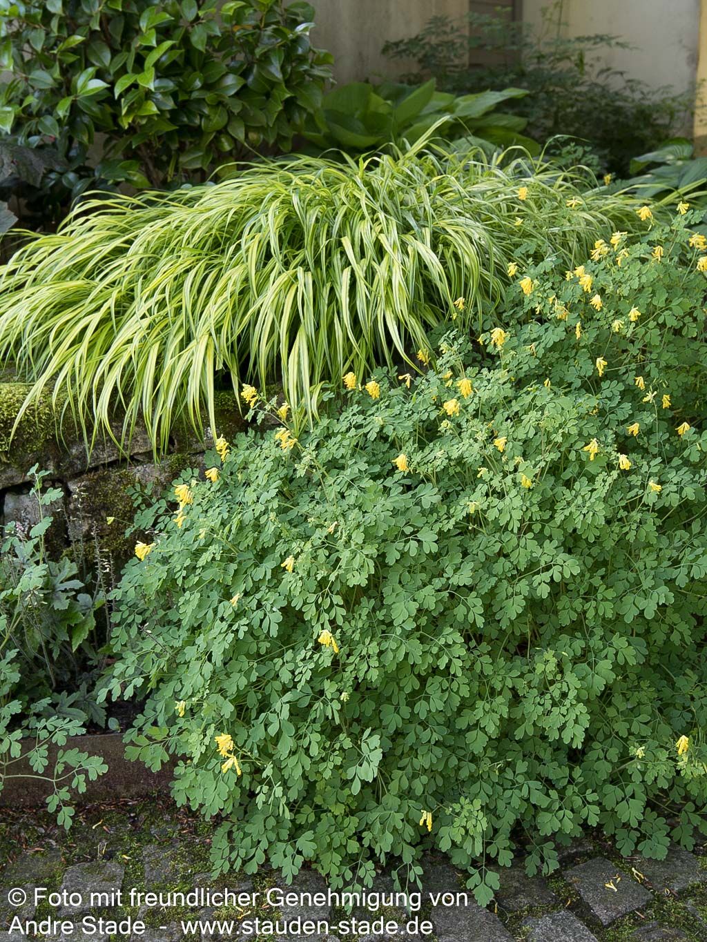 Scheinlerchensporn (Corydalis lutea)