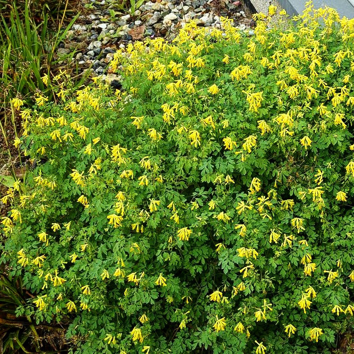 Scheinlerchensporn (Corydalis lutea)