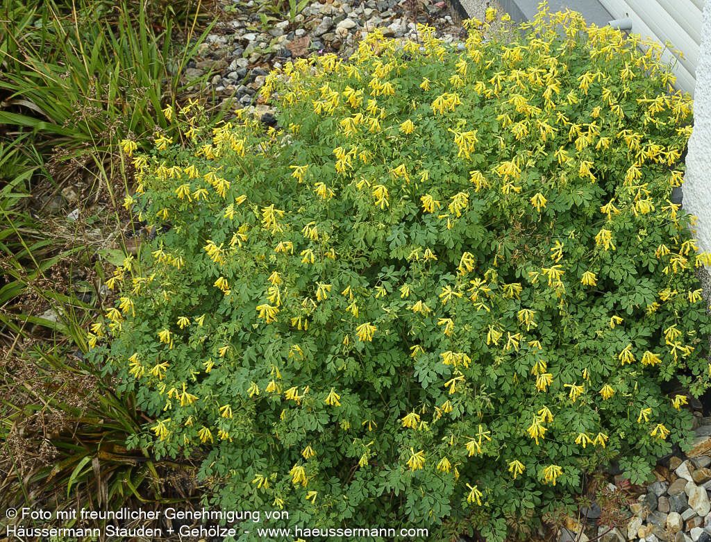 Scheinlerchensporn (Corydalis lutea)