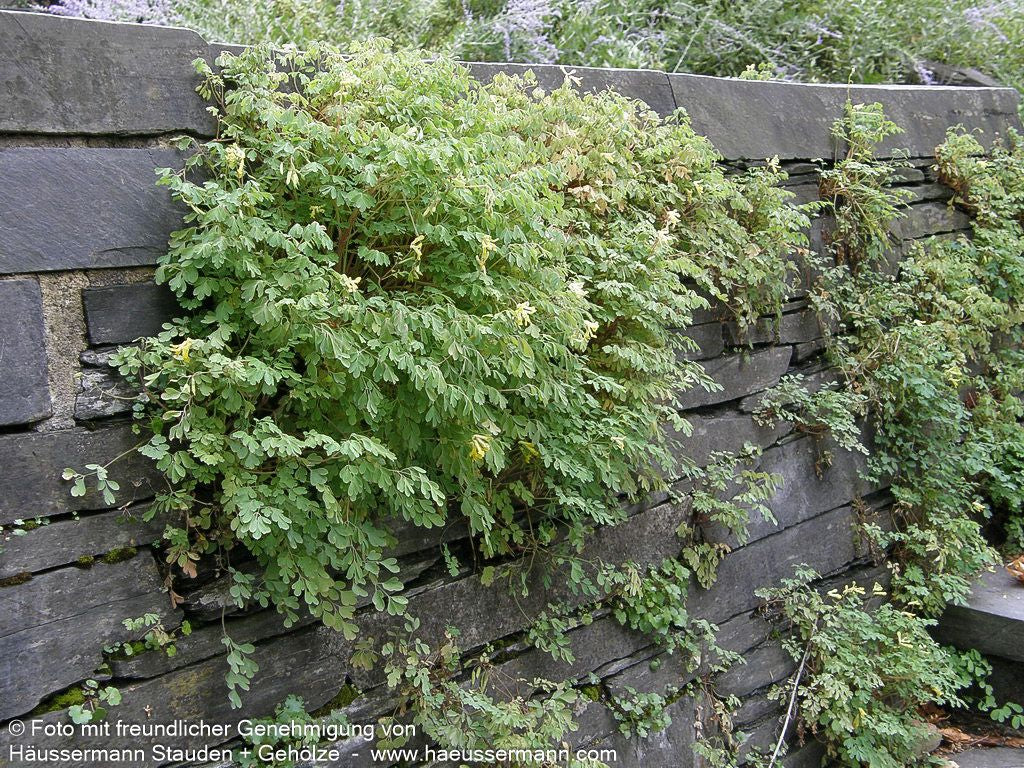 Scheinlerchensporn (Corydalis lutea)