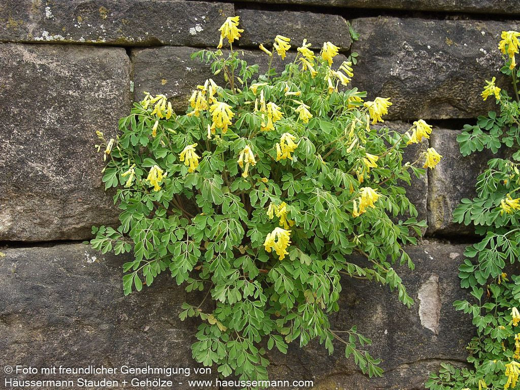Scheinlerchensporn (Corydalis lutea)