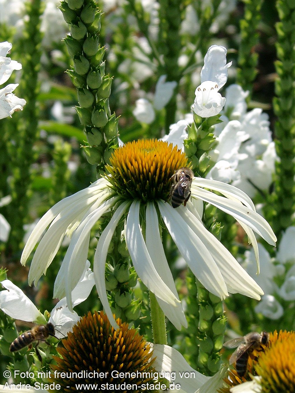 Scheinsonnenhut 'Alba' (Echinacea purpurea)