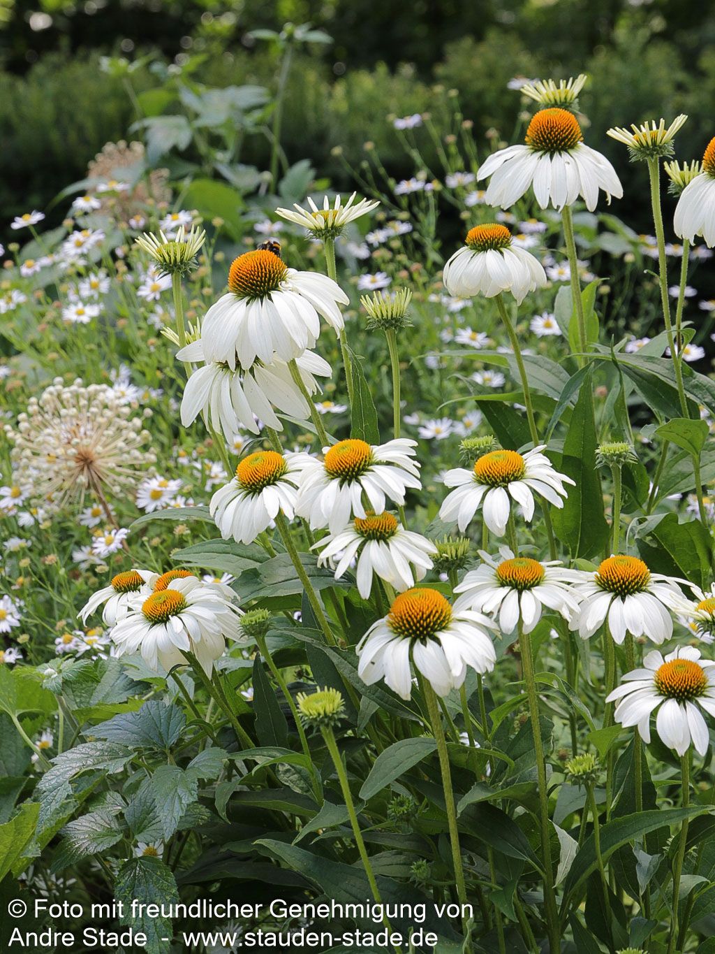 Scheinsonnenhut 'Alba' (Echinacea purpurea)