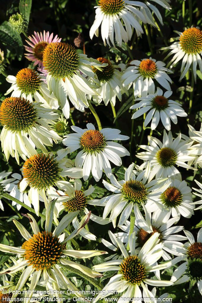 Scheinsonnenhut 'Alba' (Echinacea purpurea)