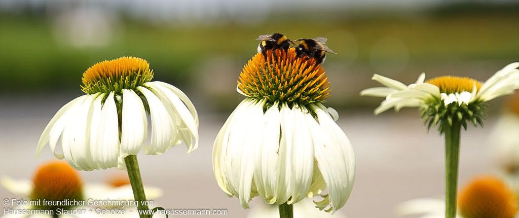 Scheinsonnenhut 'Alba' (Echinacea purpurea)