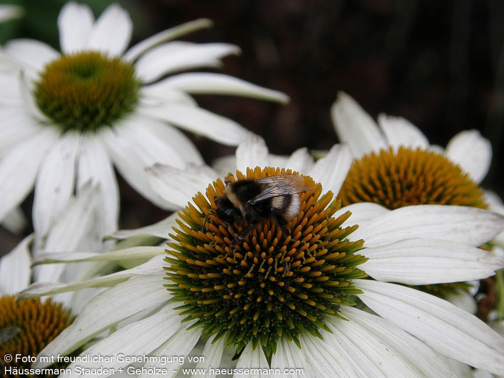 Scheinsonnenhut 'Alba' (Echinacea purpurea)