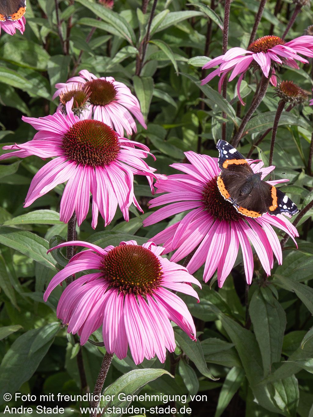 Scheinsonnenhut 'Augustkönigin' (Echinacea purpurea)
