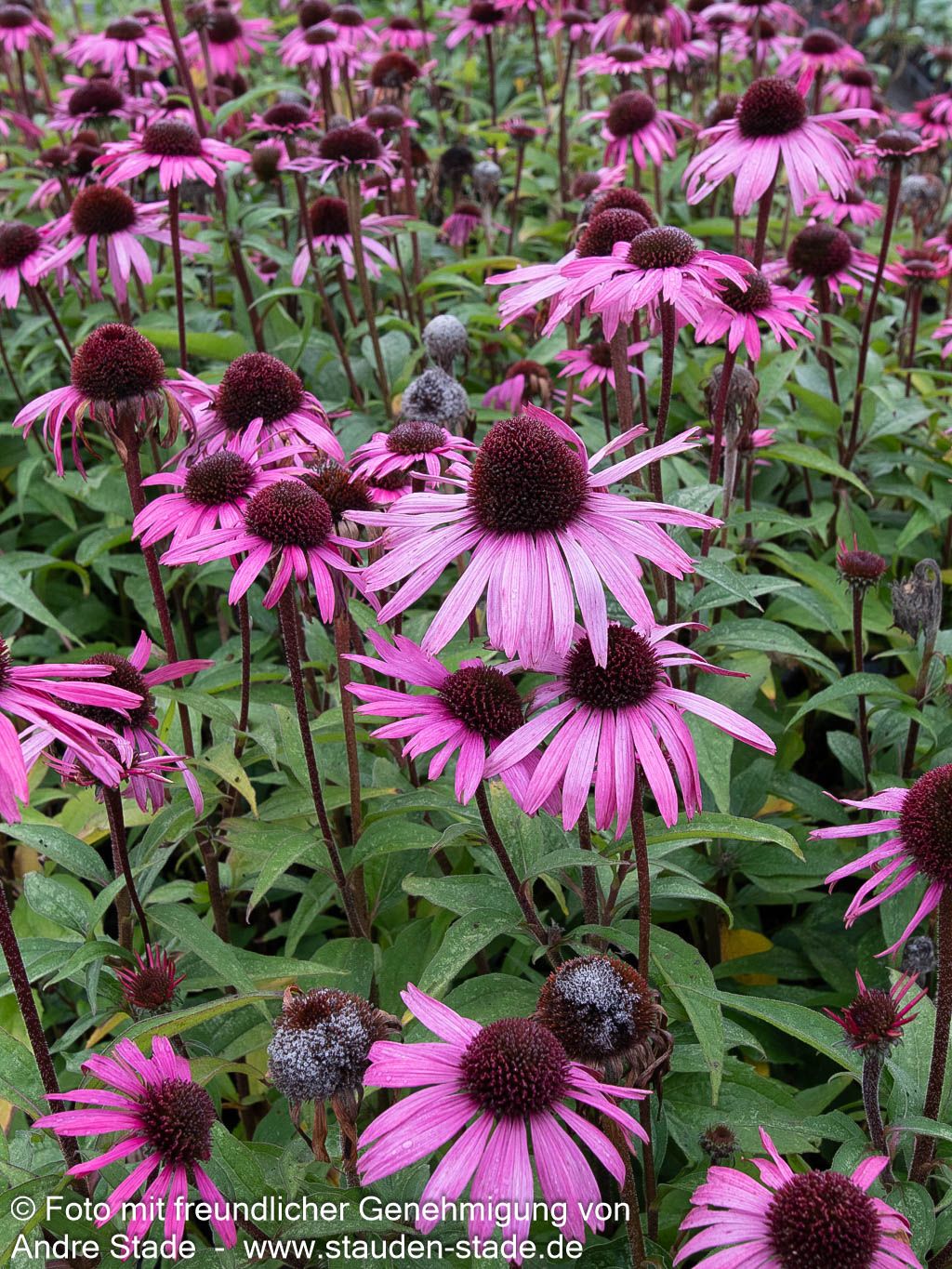 Scheinsonnenhut 'Augustkönigin' (Echinacea purpurea)