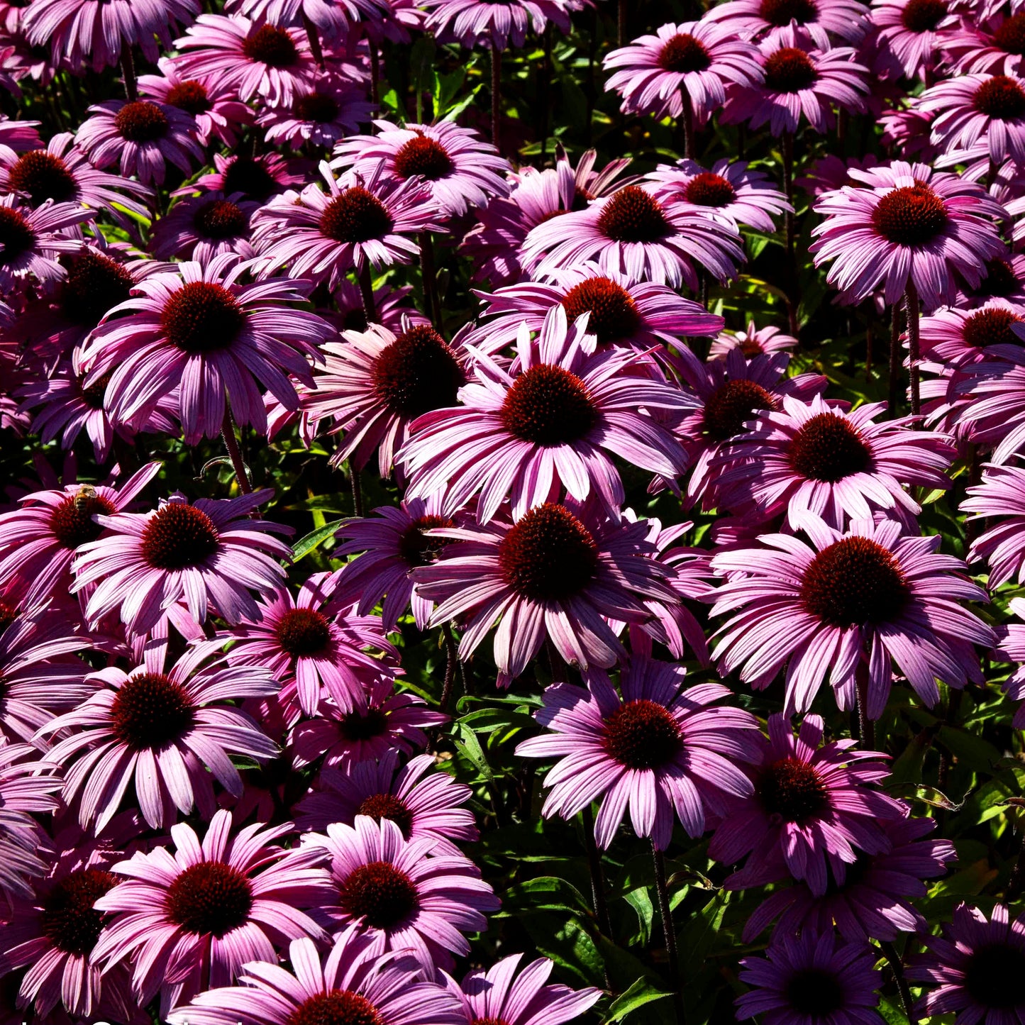 Scheinsonnenhut 'Augustkönigin' (Echinacea purpurea)