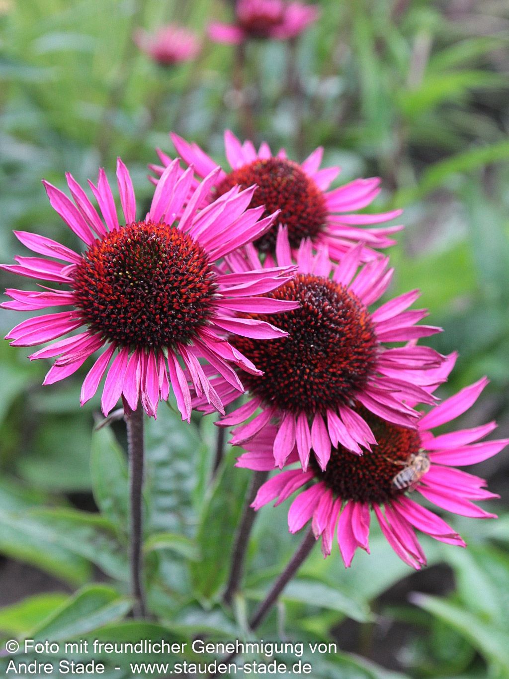 Scheinsonnenhut 'Fatal Attraction' (Echinacea purpurea)