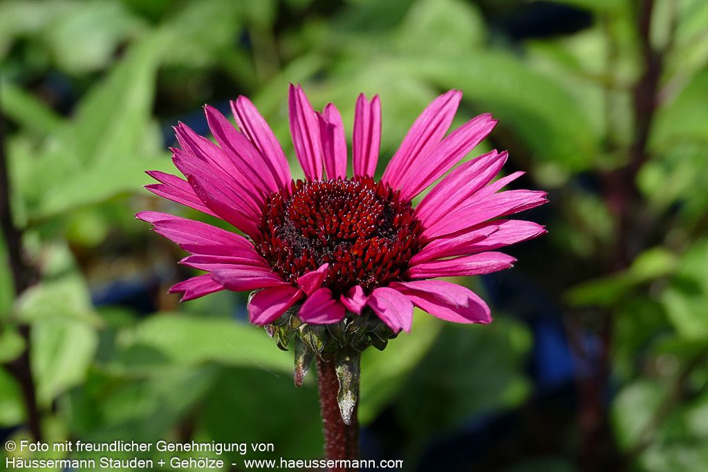 Scheinsonnenhut 'Fatal Attraction' (Echinacea purpurea)