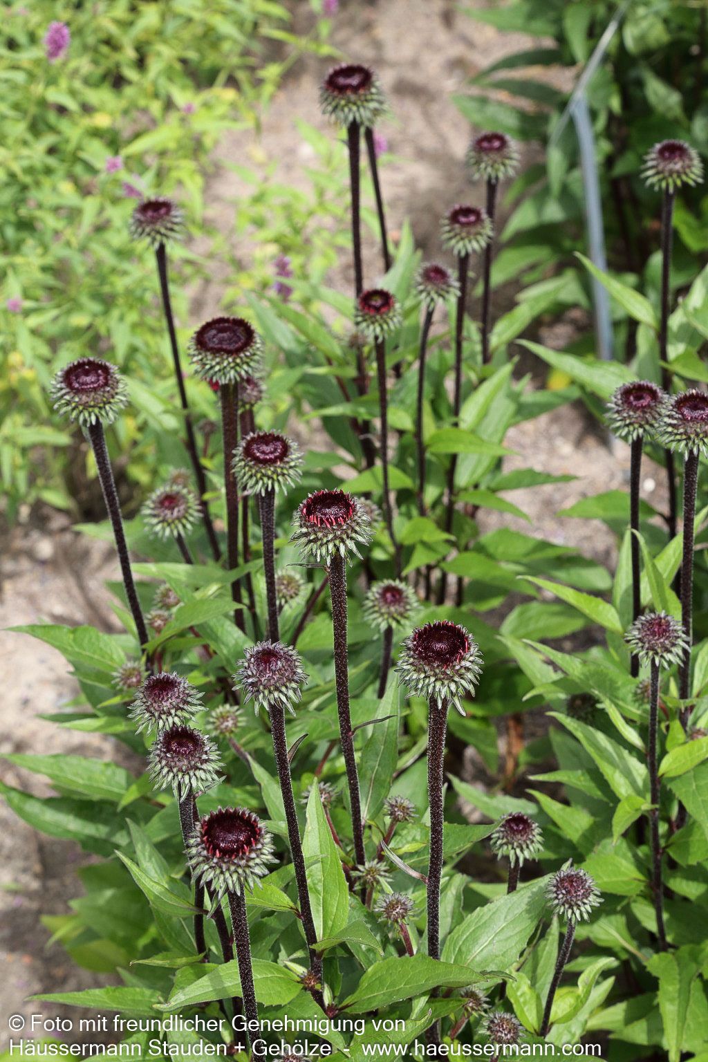 Scheinsonnenhut 'Fatal Attraction' (Echinacea purpurea)