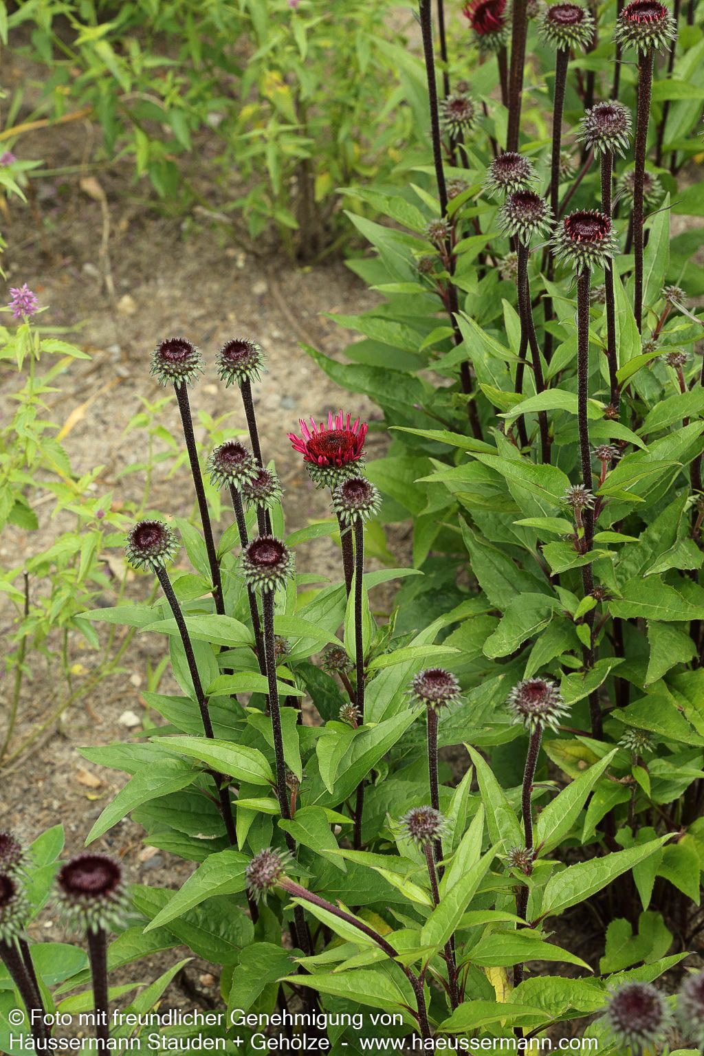 Scheinsonnenhut 'Fatal Attraction' (Echinacea purpurea)