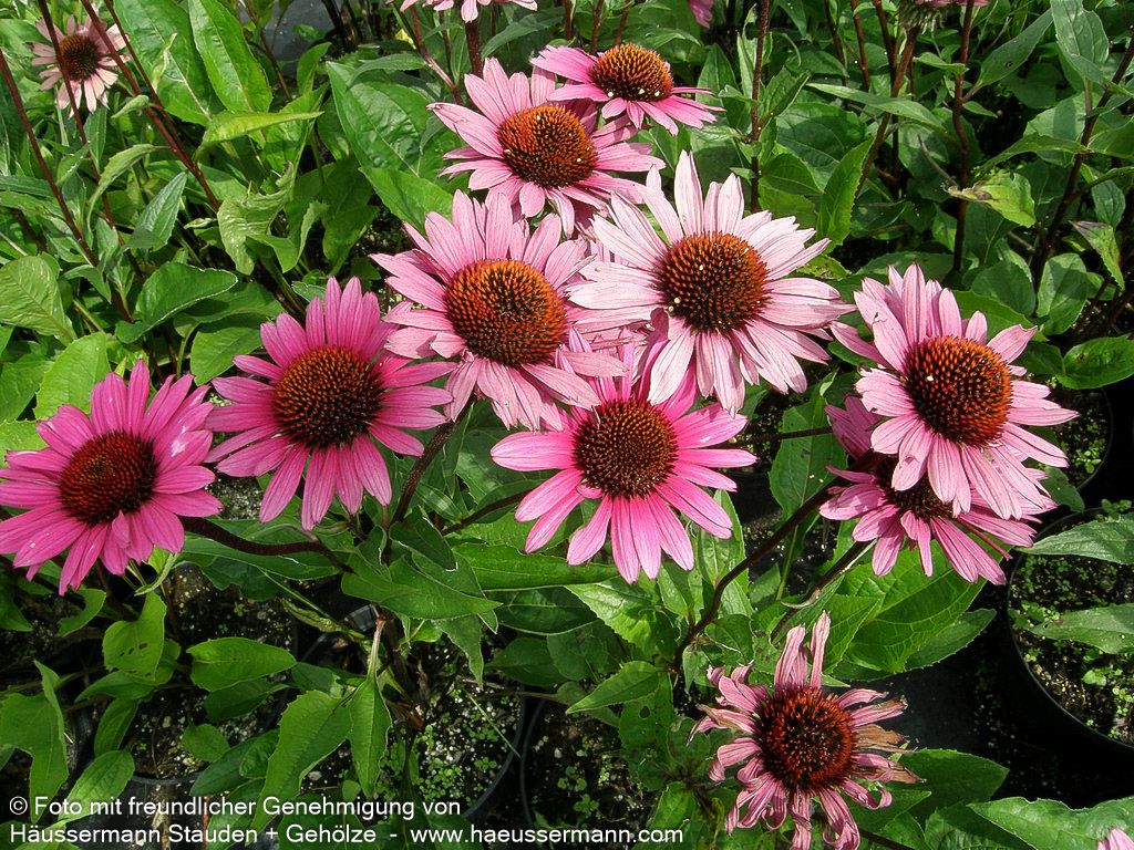 Scheinsonnenhut 'Fatal Attraction' (Echinacea purpurea)
