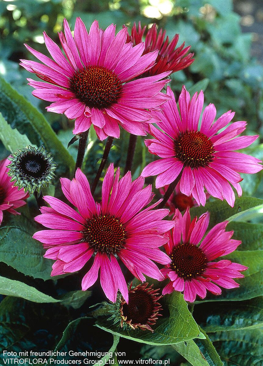 Scheinsonnenhut 'Fatal Attraction' (Echinacea purpurea)